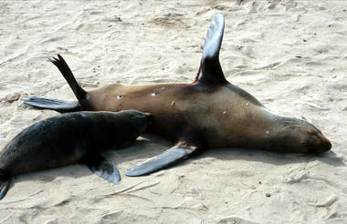 Seals